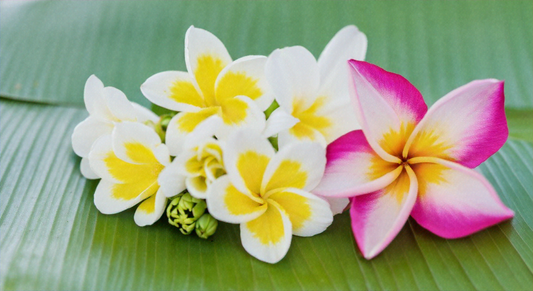 Black Seed Oil and Fertility: A Gen Z Guide to Boosting Intimacy and Sexual Health - Volume